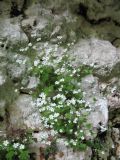 Saxifraga berica